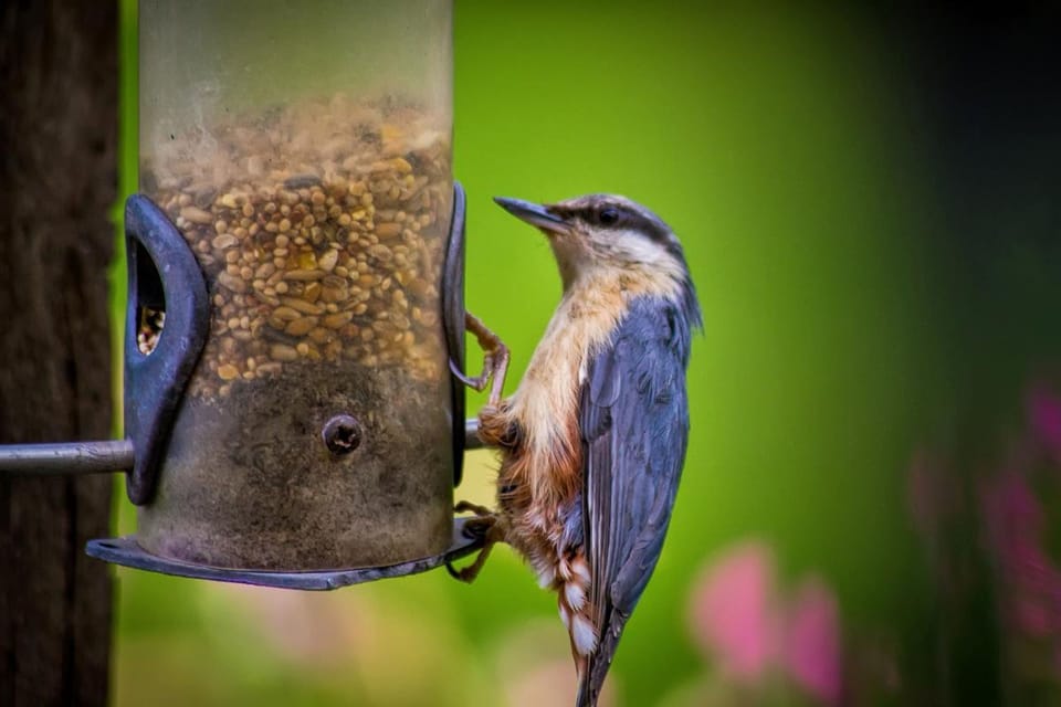 Enjoy the wildlife
