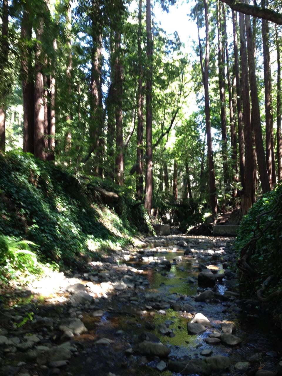 The West Blithedale creek is nearby, and a lovely walk from the home to downtown