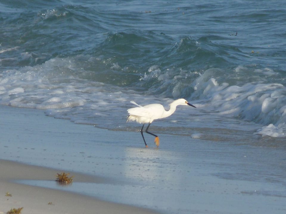 Be sure to bring your camera to the beach.  Always new sights.
