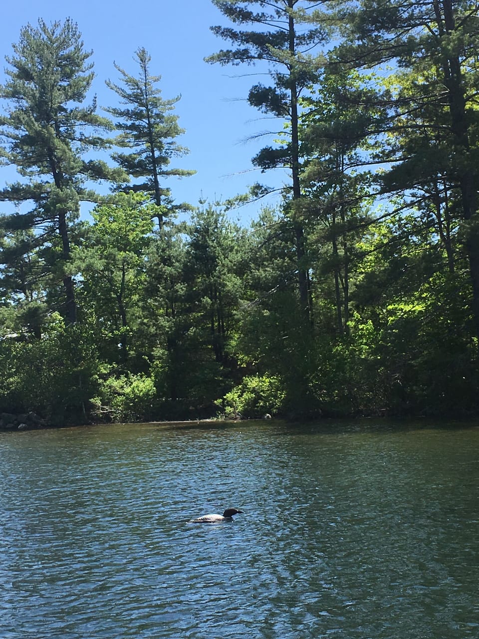 Hear the call of the loons at night