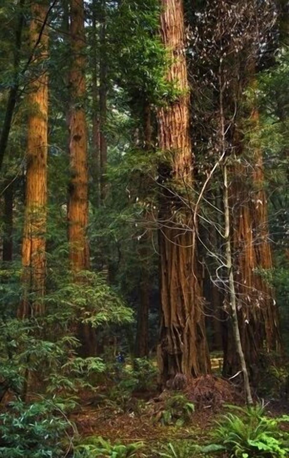 A walk in the  enchanting Muir Woods redwoods forest is  just 20 minutes away!
