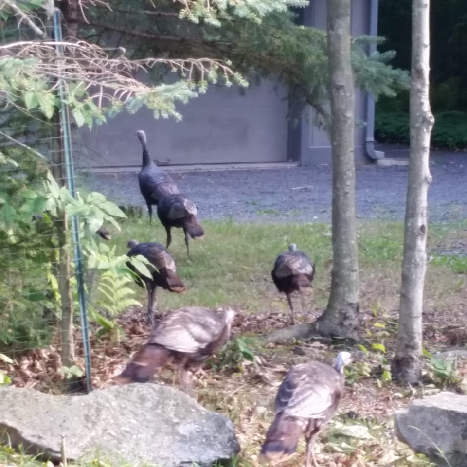 Wild Turkeys