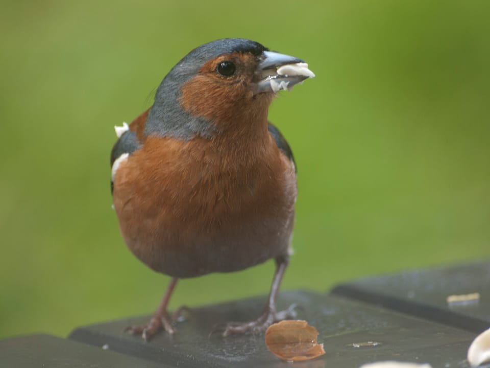 Saraig gets a lot of chaffinches.