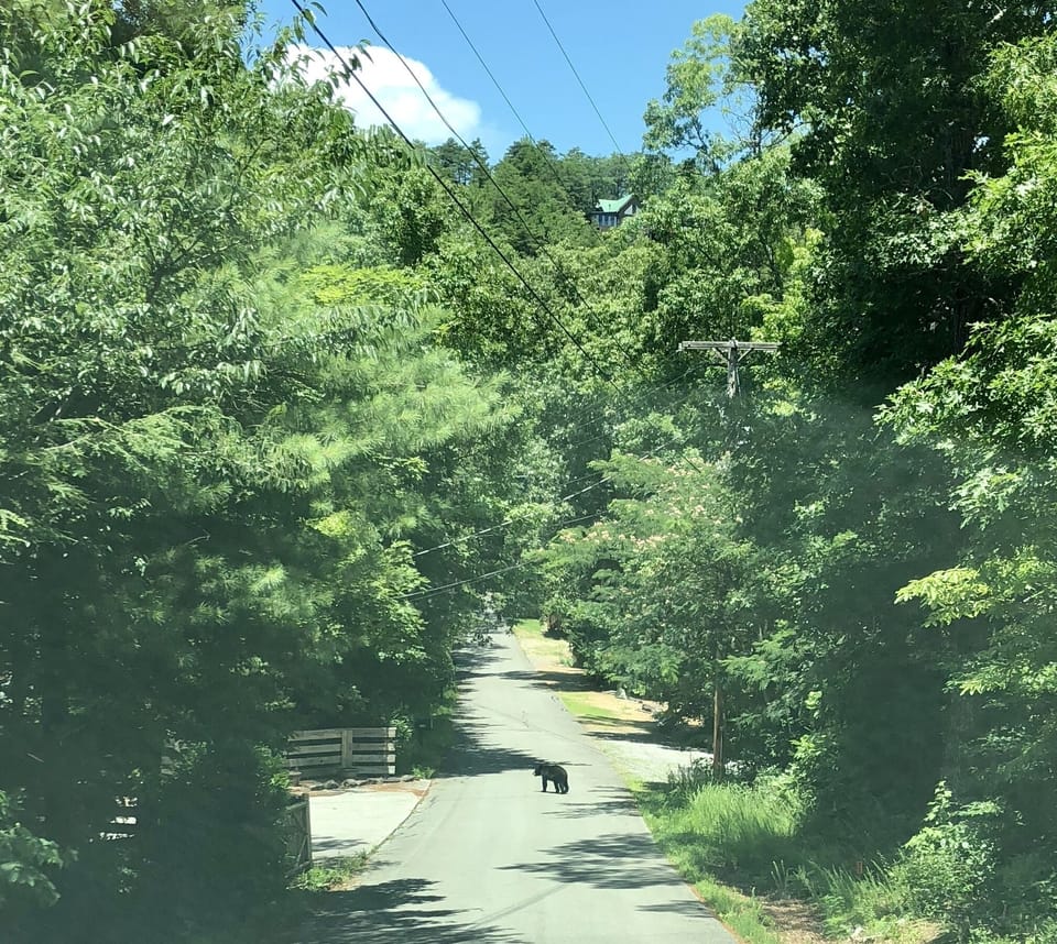 Bears abound in the National Park just minutes away