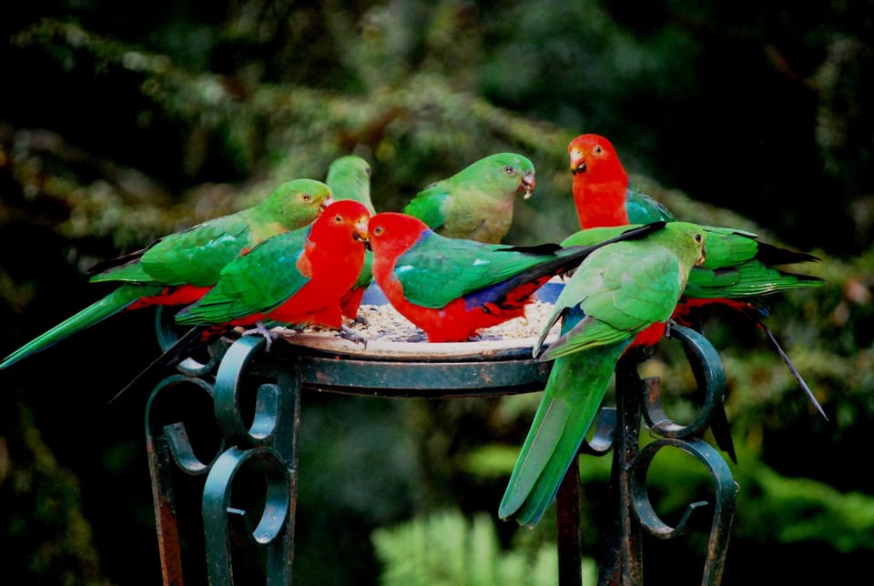 Beautiful, abundant bird life