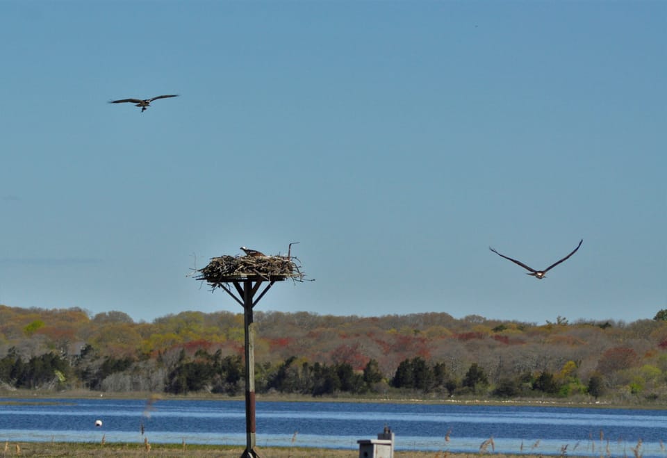 Backyard salt marsh. Osprey defends the nest from intruding birds. May 2021