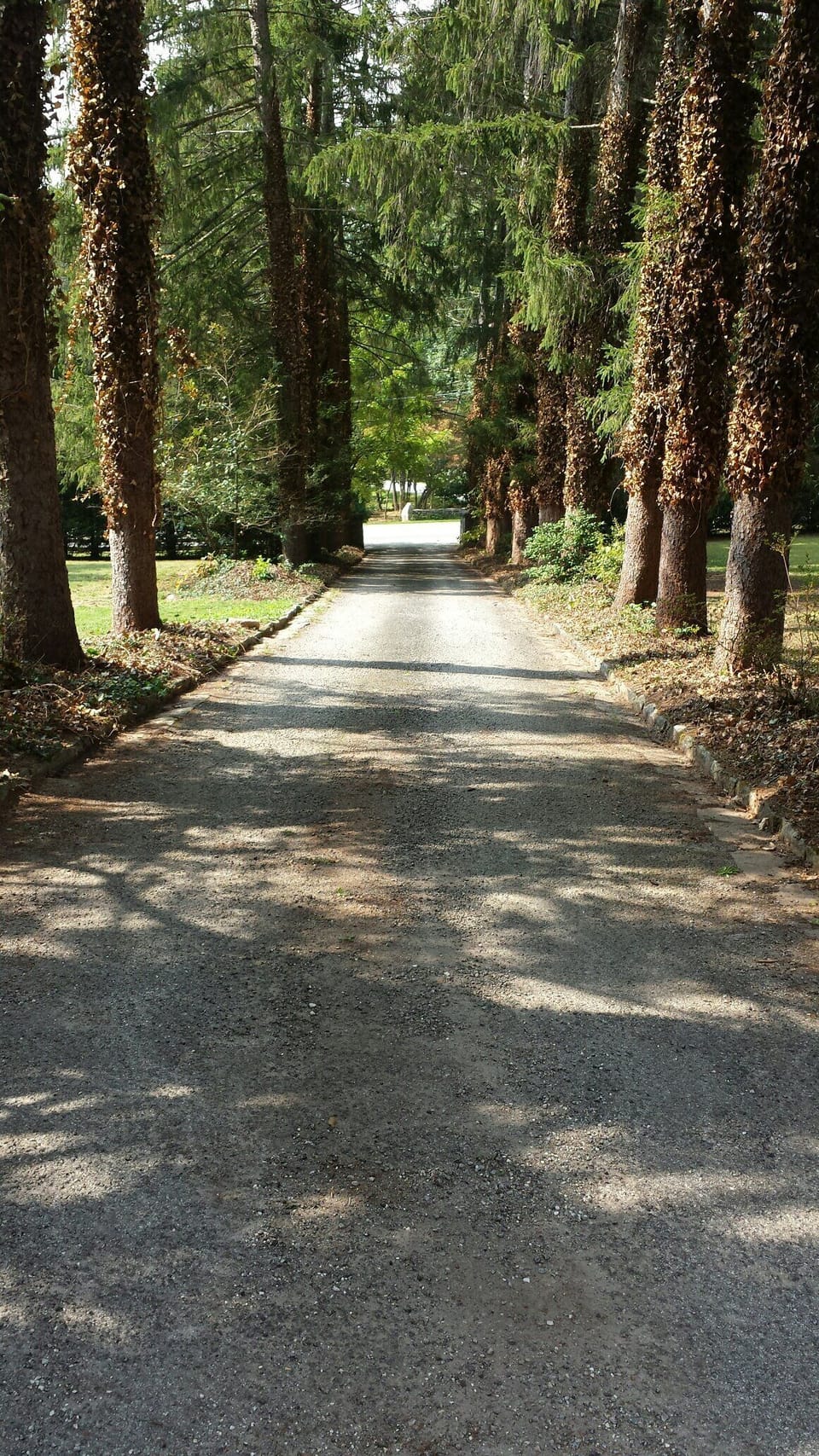 Magnificent Norwegian Pines greet you