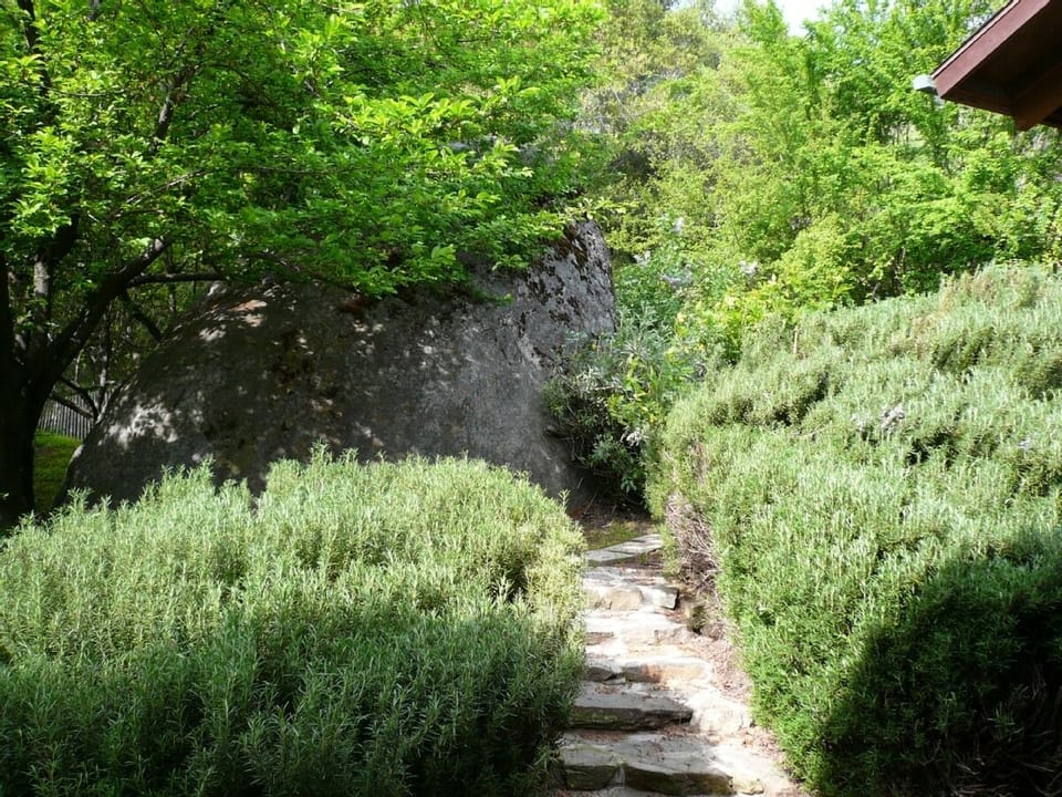 Aromatic herb garden