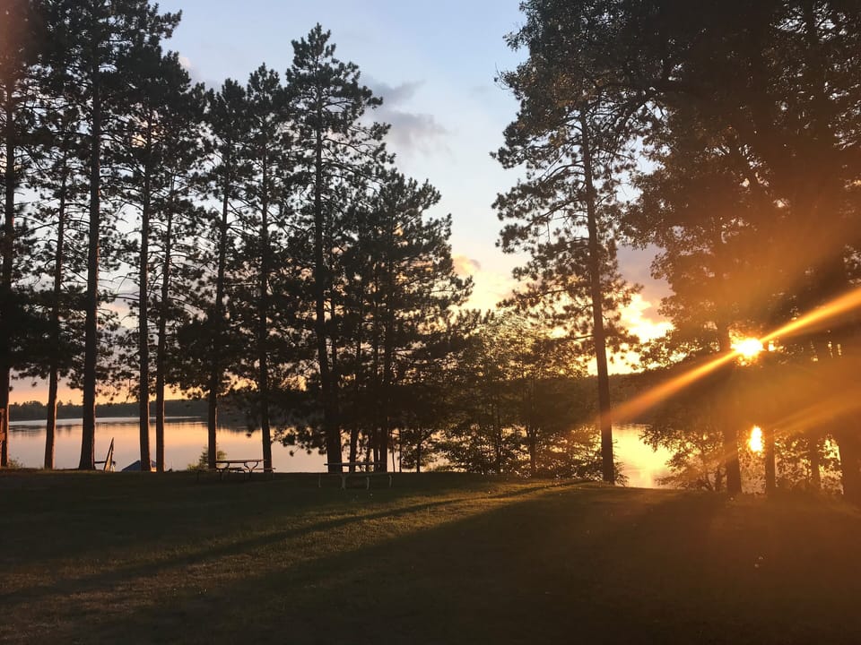 Towering Pine Sunset