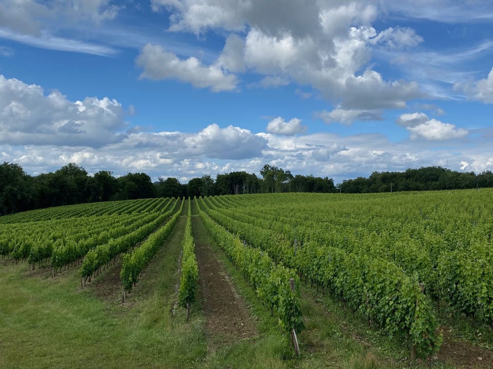 Springtime vines