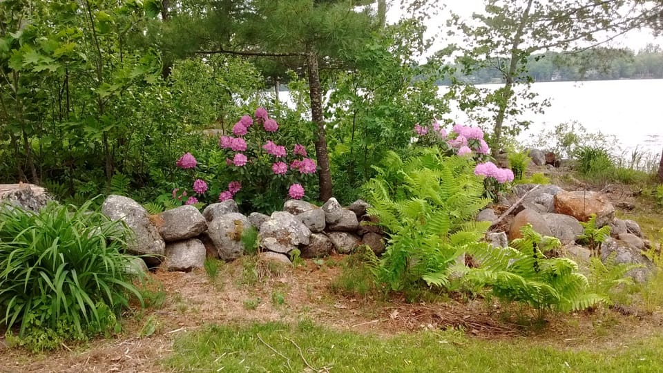 Original stone walls with native ferns and rhododendrons boarder the property