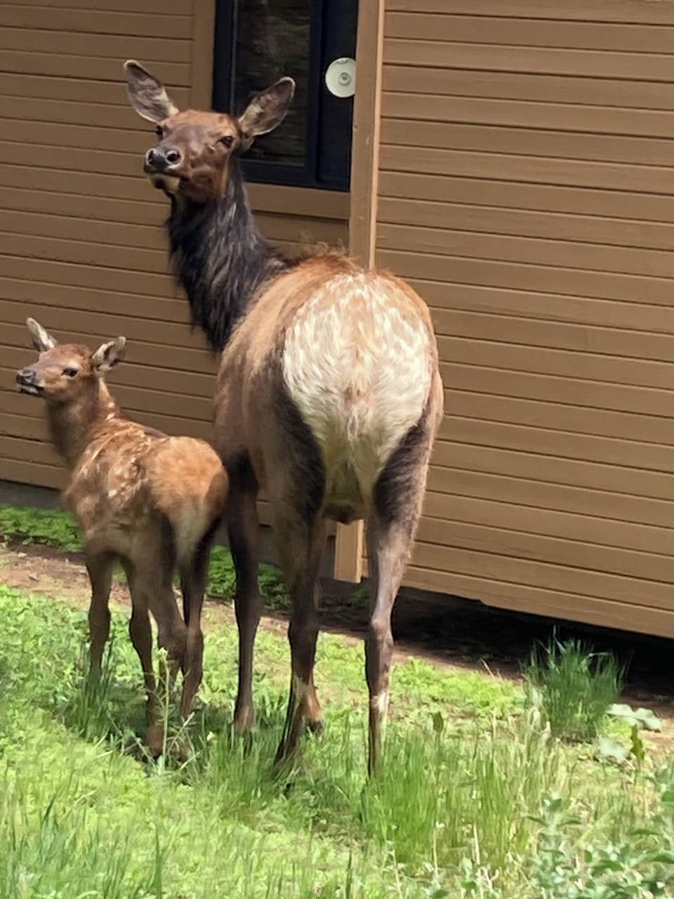 Elk with fawn 