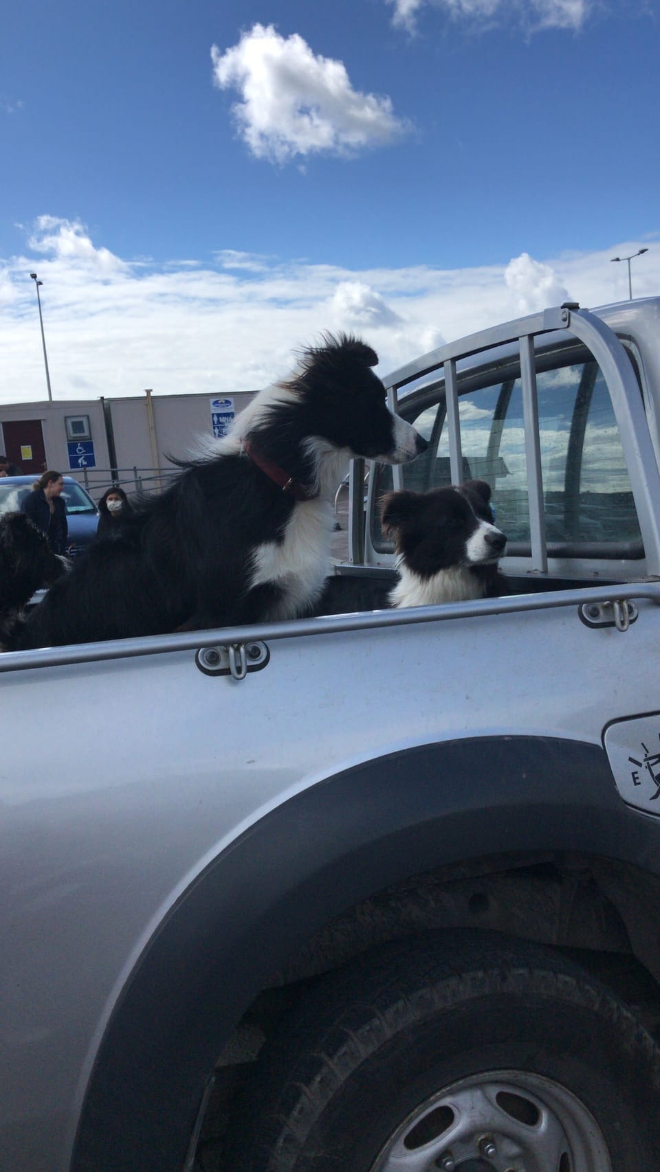 Pet-friendly