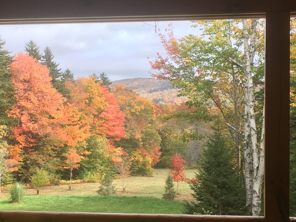 Fall foliage.
