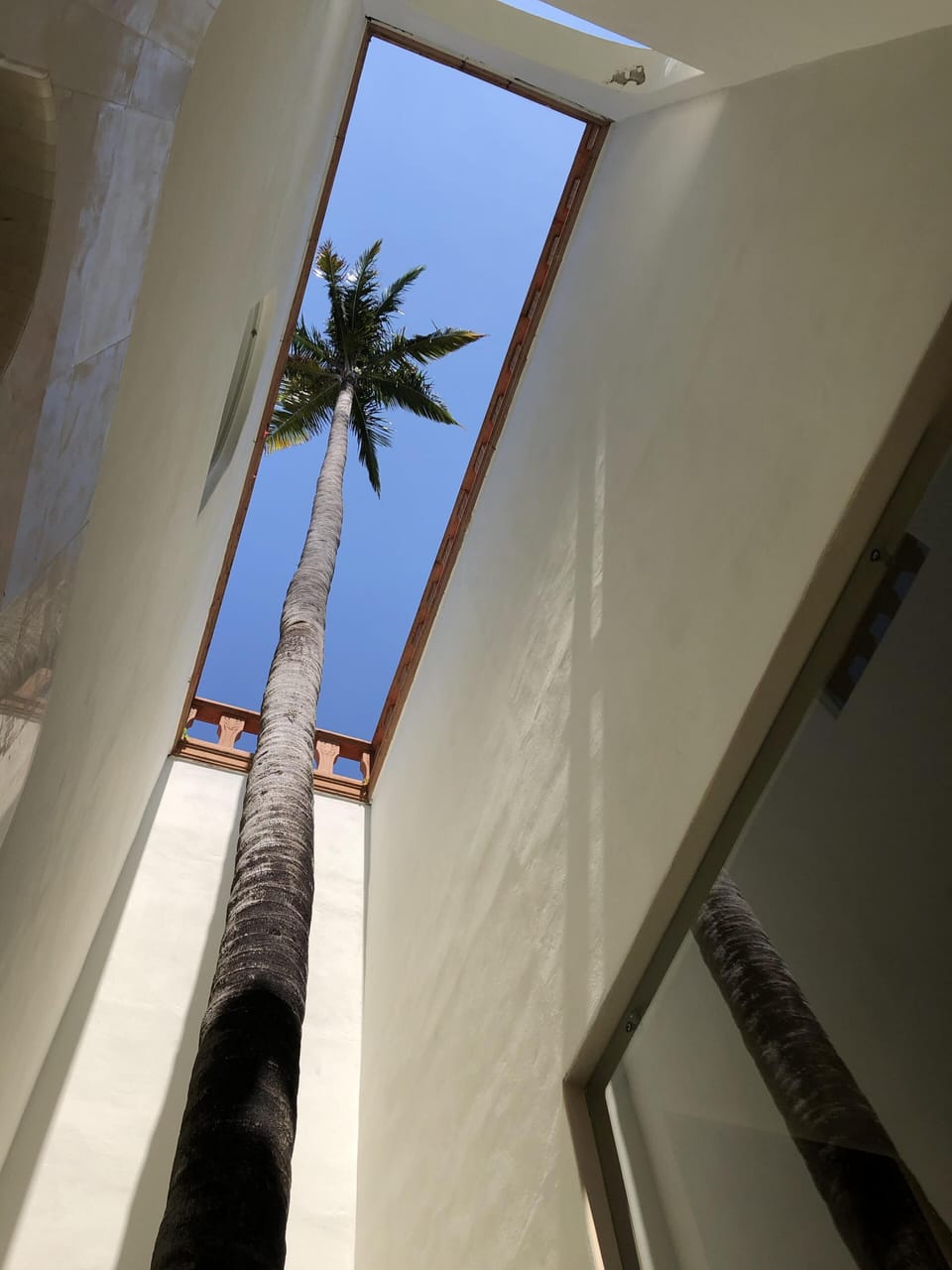 PALM EXITING THROUGH THE ROOF OF THE OUTDOOR SHOWER