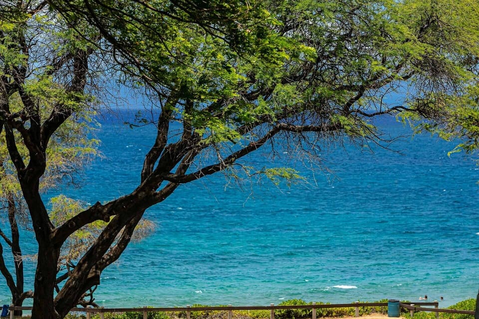 Tree at Kamaole Sands III Park across the street.