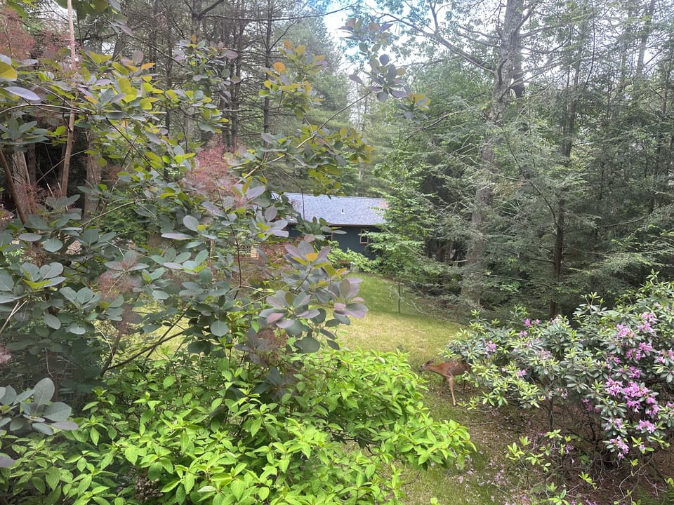 Can you find Bambi??