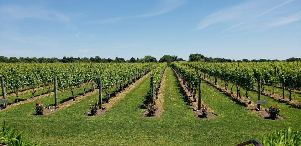 Wolffer vineyard