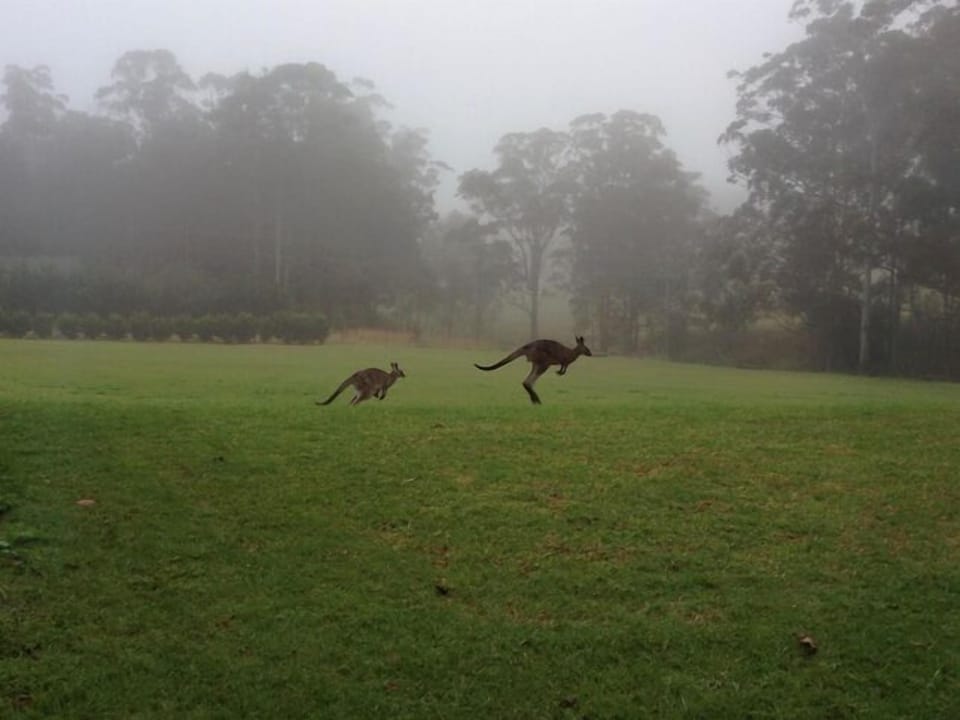 Kangaroos in the backyard