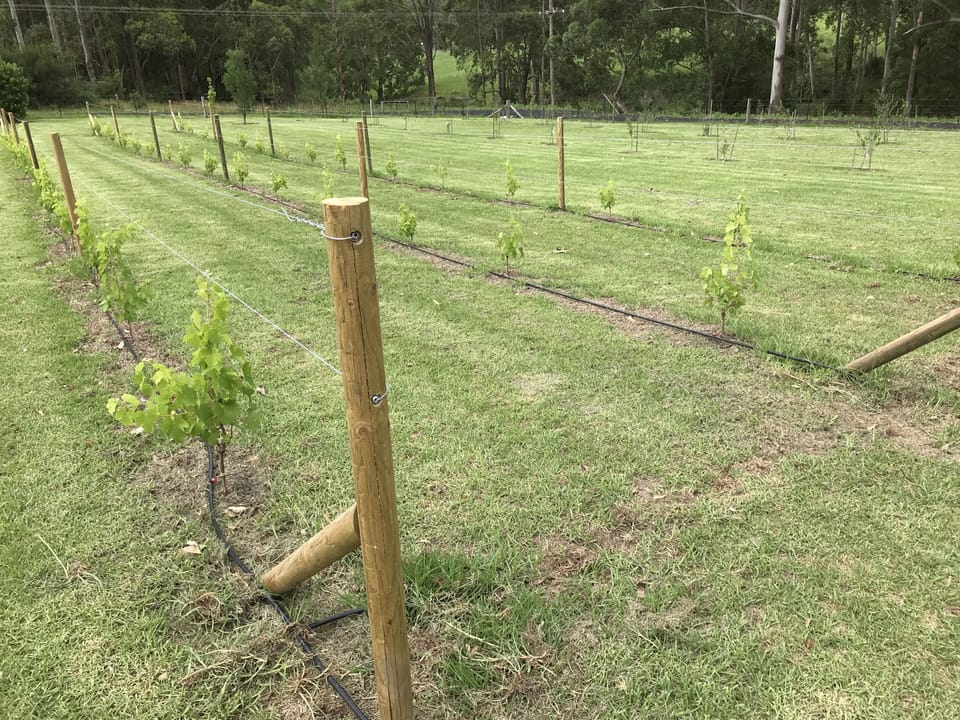 Shiraz Grapevines and Olive Trees planted on the property