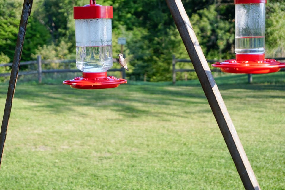 Keep an eye out for hummingbirds!