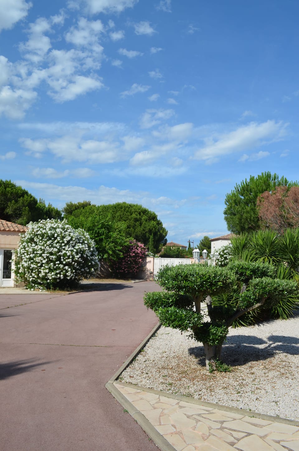 A tree-filled garden