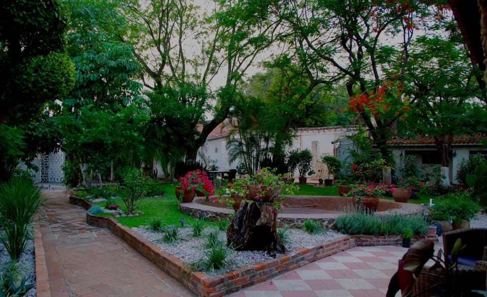 A glimpse of our lush garden from the house