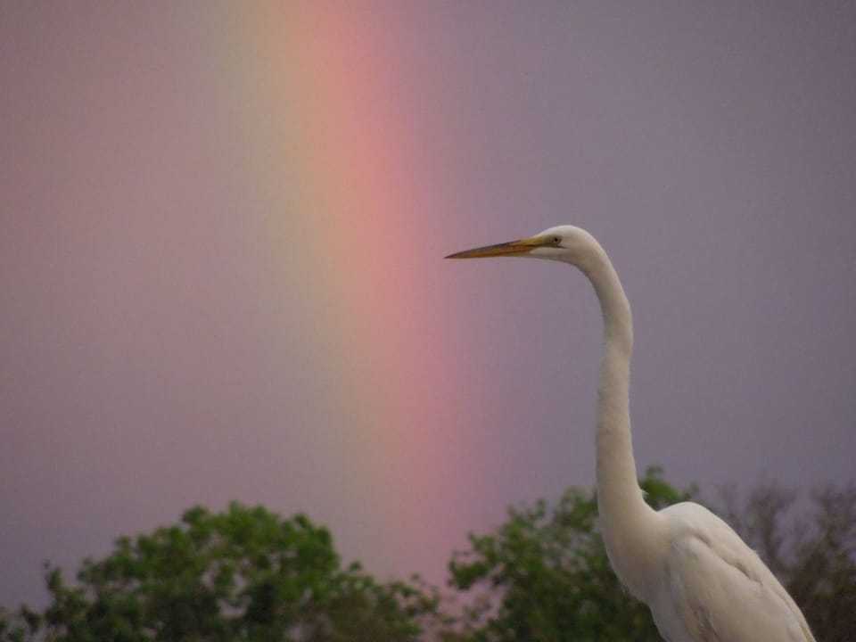 Heron at the end of the rainbow. Courtesy renters Brian and Joanne.