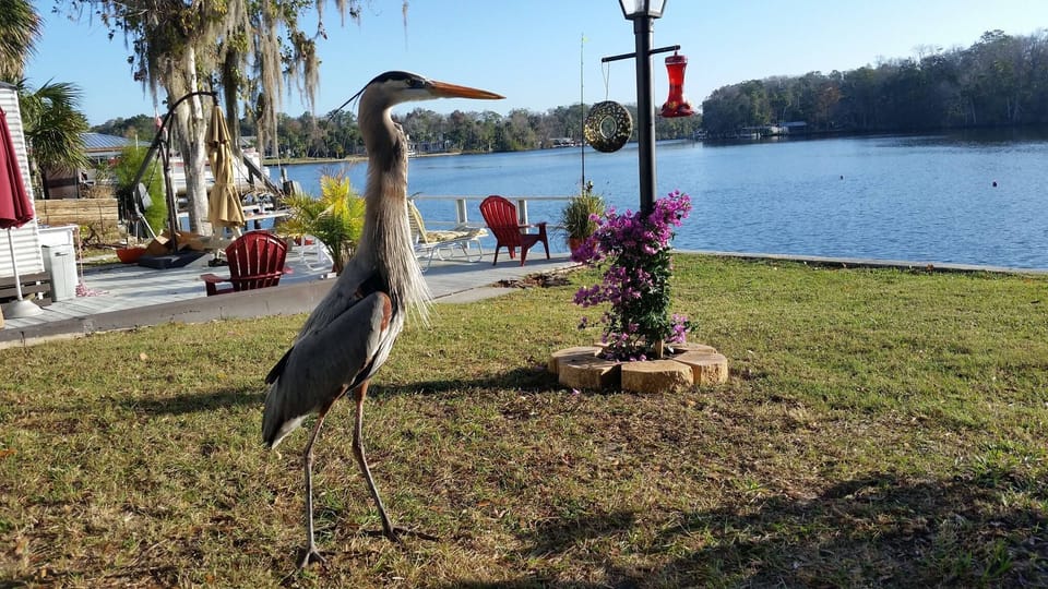 Friendly Herons visit almost every day.