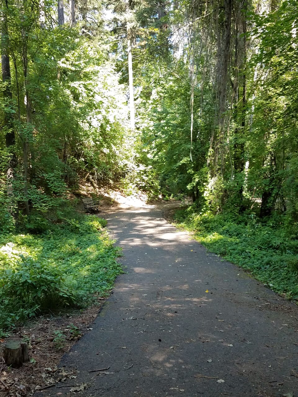 Walking path through the trees.