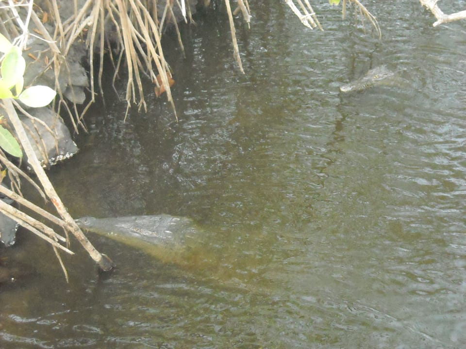 crocs from bridge in local mangrove creek