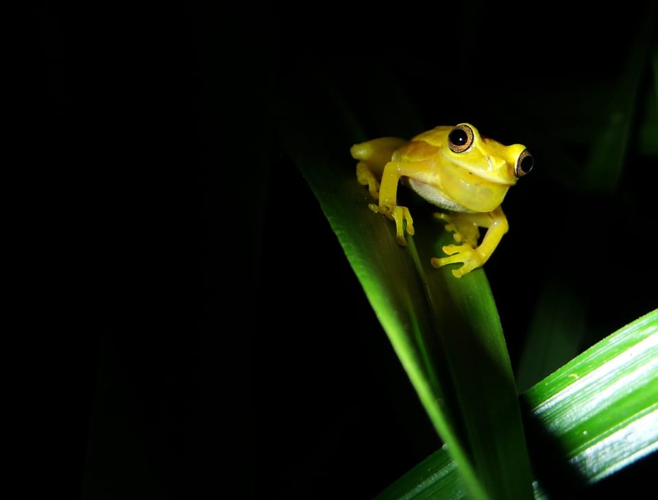 Nocturnal animals mean something to discover in all hours of the day