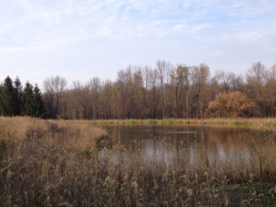 View of the pond in late fall. You can fish here! Catch-n-release pond!