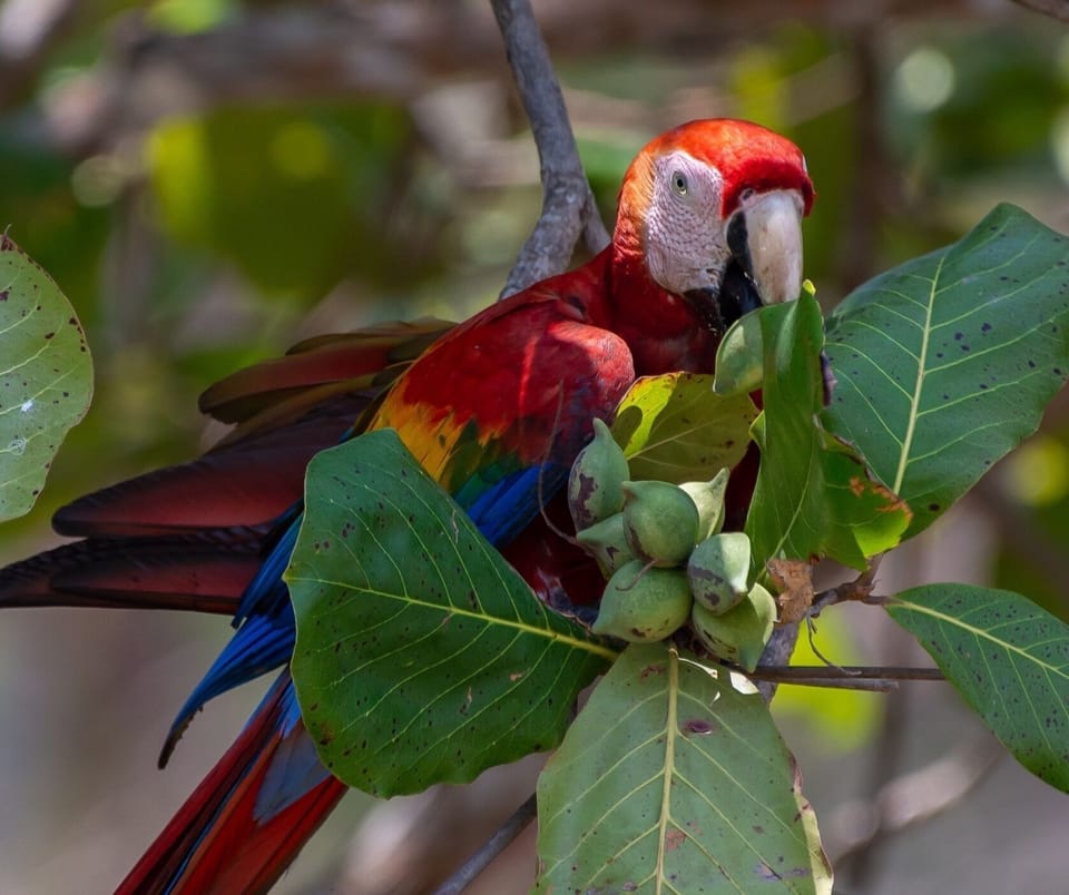 All wildlife photos were taken by my guest Jim just minutes from the condo.