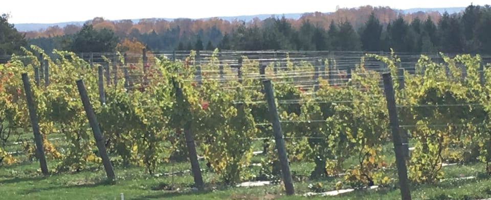 Torch Lake Winery