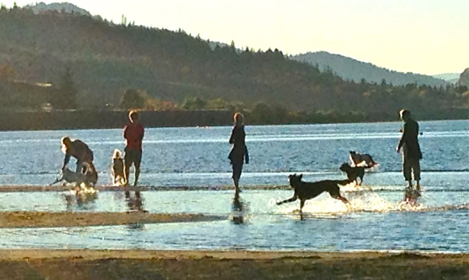 The sand bar's not just for kiting, on calm days it's great dog play or picnics