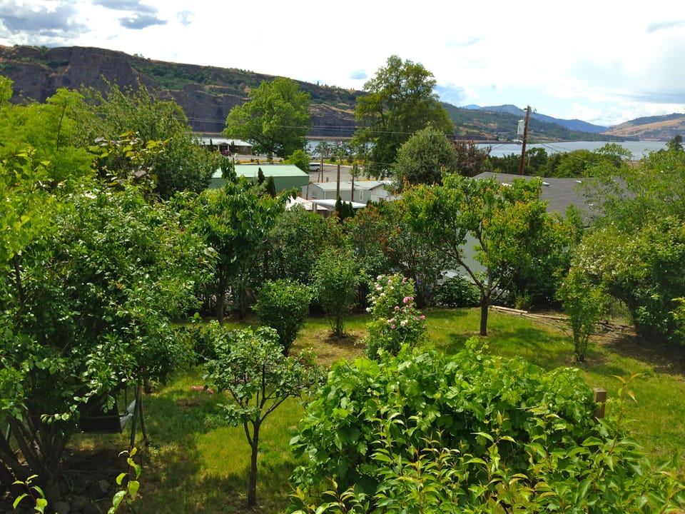 Help yourself to fruit, cherries, pears, grapes, apricots or plums 