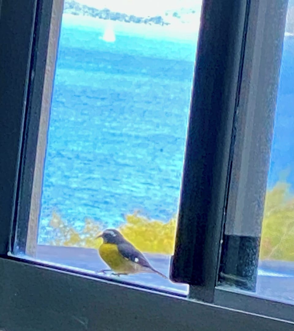 Bananaquit telling me it's time to filll his bowl with sugar water