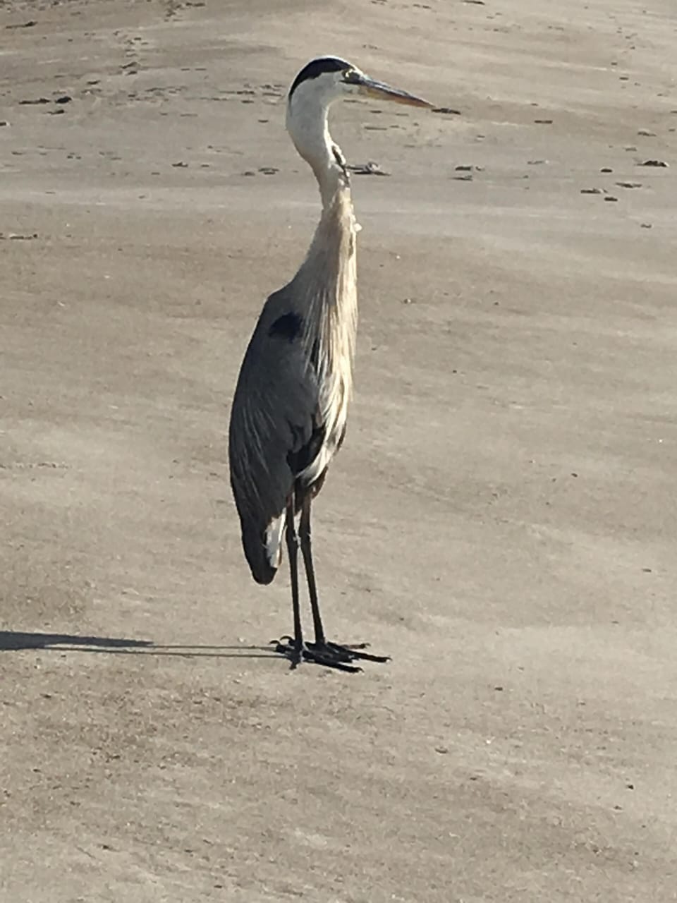 One of our fine feathered friends