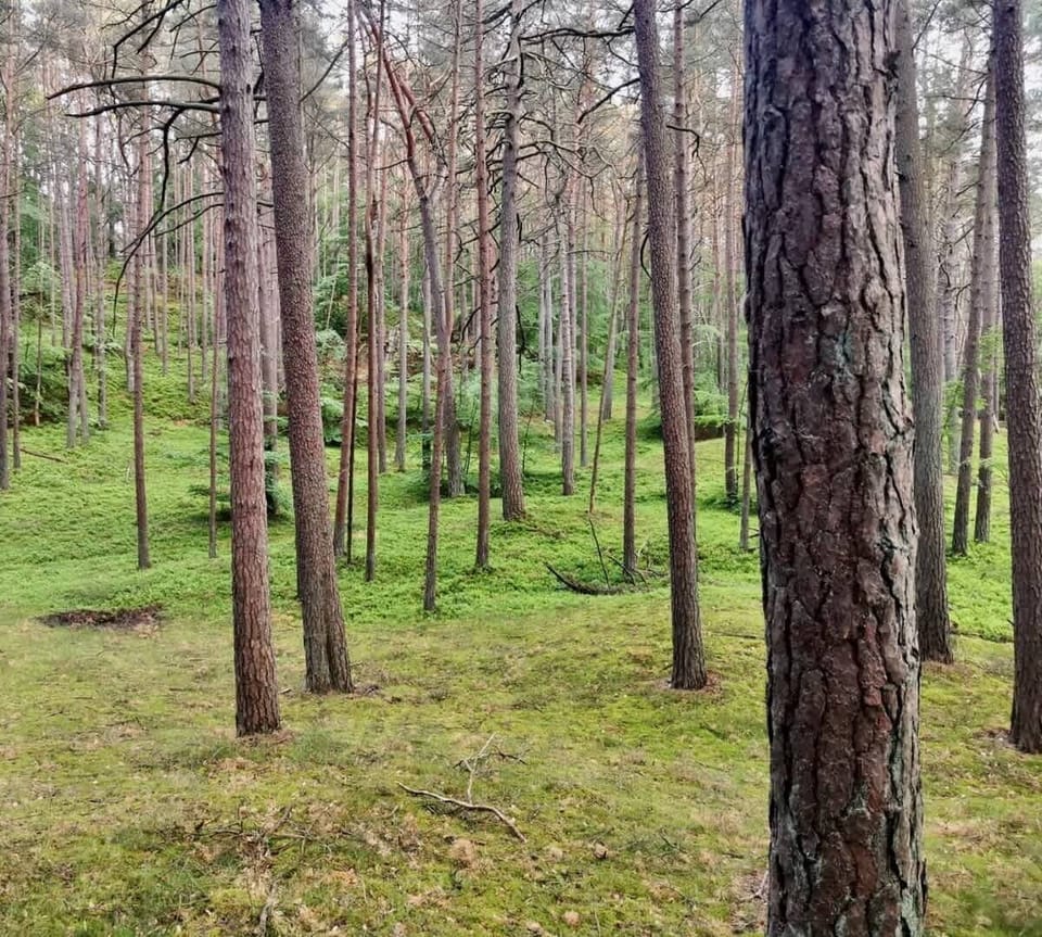 Pine Forest. 