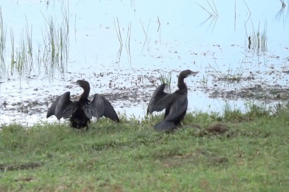 Cormorants in water hole