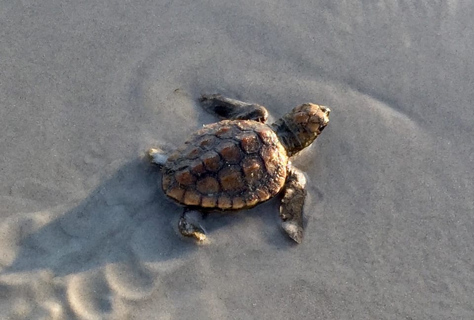 Newly hatched baby turtle  making his way to the ocean.