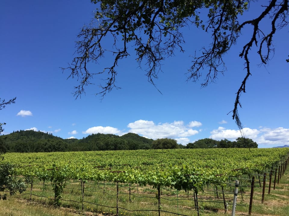 Gallo Vines, next door