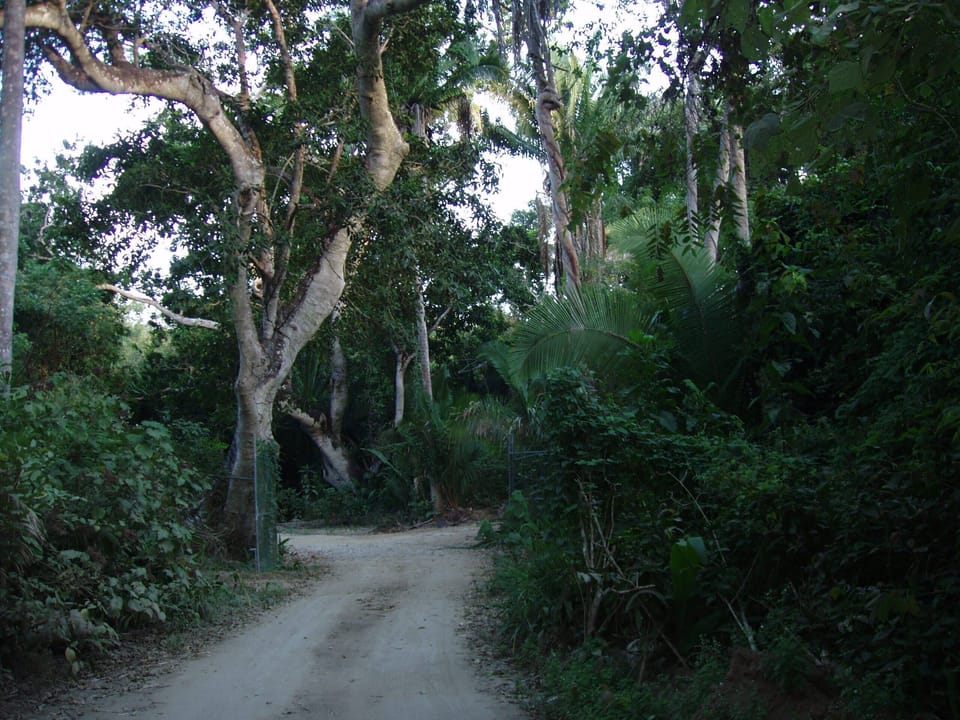 jungle road