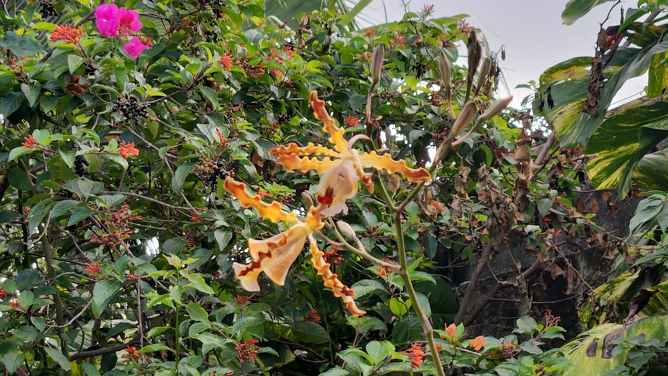 Native jungle orchids bloom throughout the year in the "garden oasis."