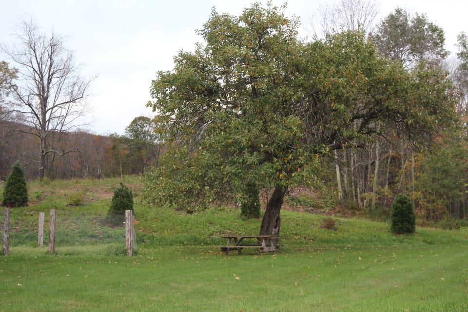 Apple tree and garden. Help yourself!