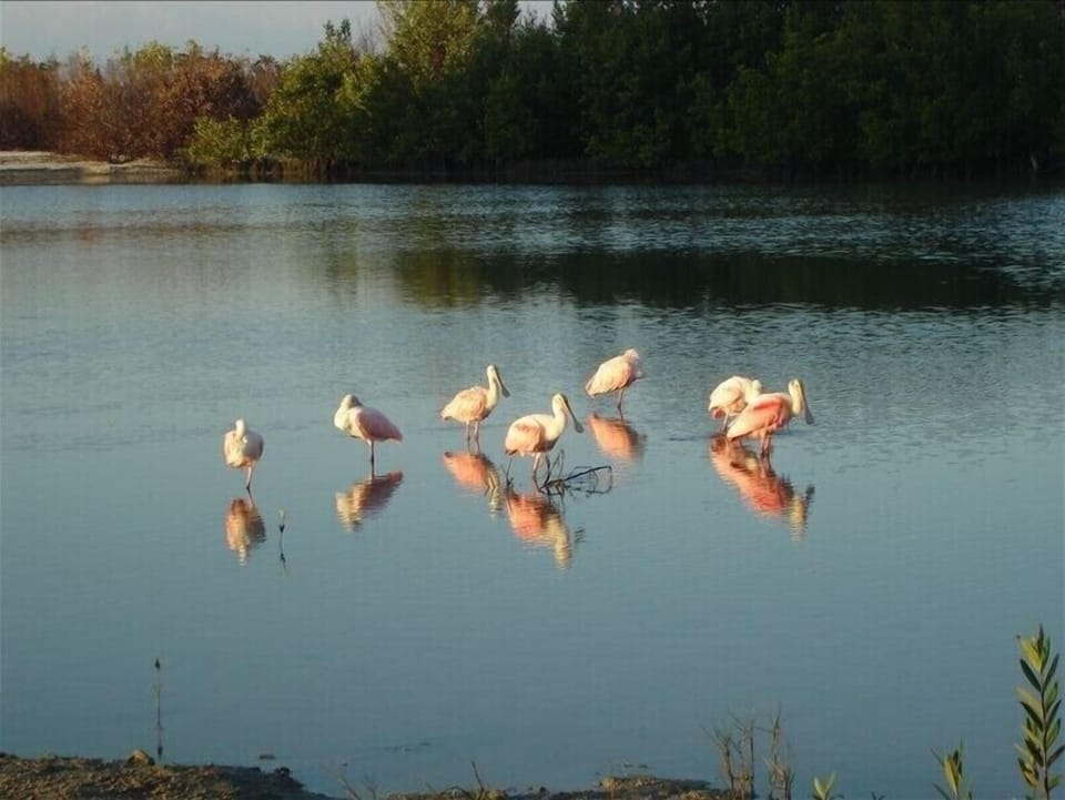 On shore flock together with Spoonbills in our estuary ...