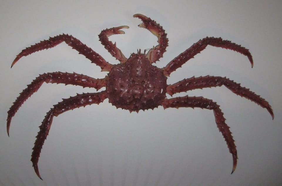 Alaskan king crab