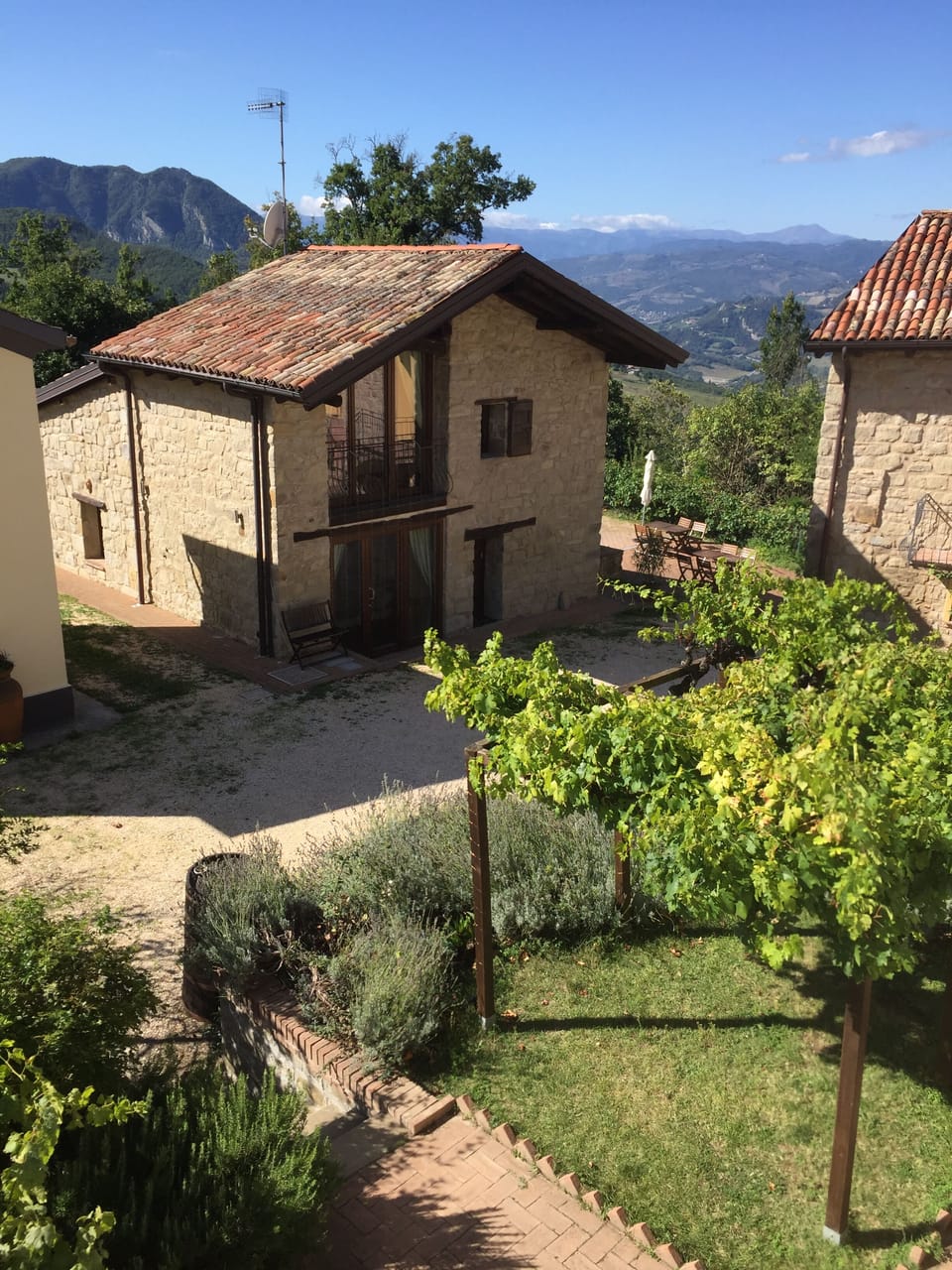Olimpia beyond grapevine
