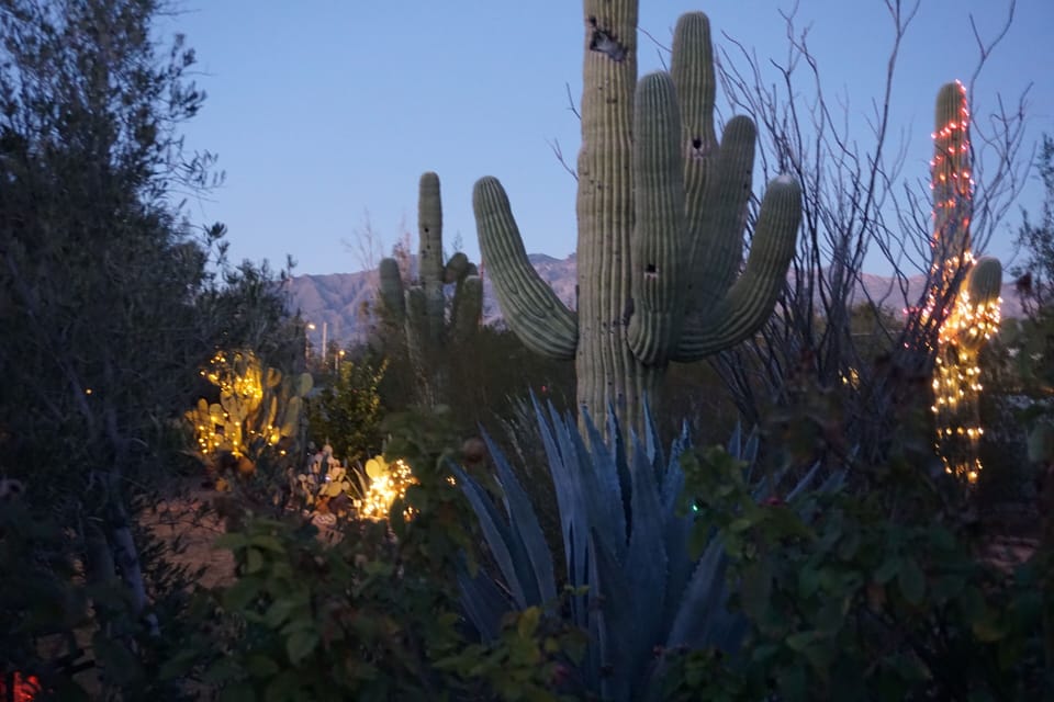 We never get tired looking at these 175 year old saguaros and the mountains.